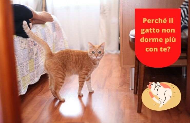 Gatto vicino al letto