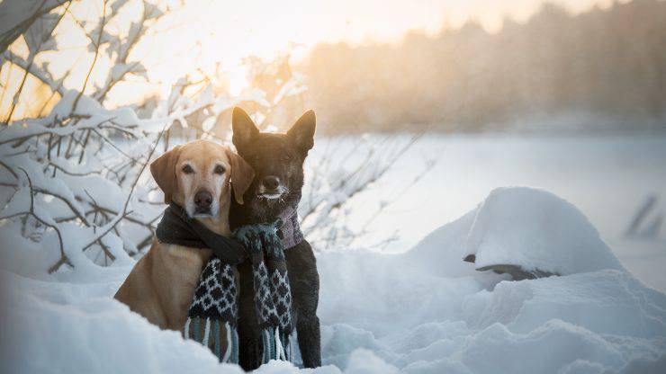 Cane gennaio benessere