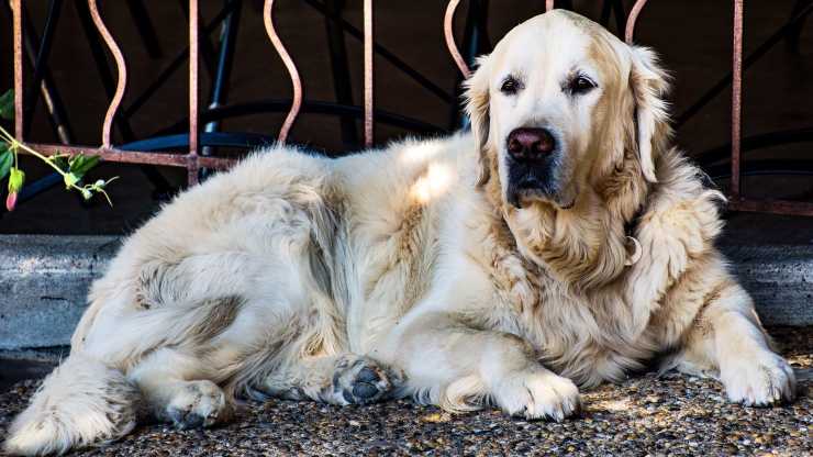 cane trovato garage messina denaro