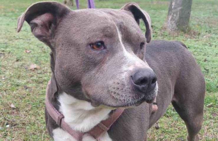 cane jason stesso posto
