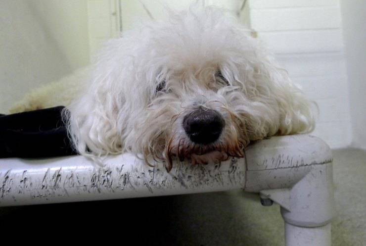 cane abbandonato due volte