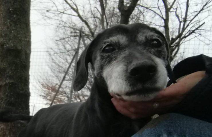 cane Brownson tre zampe