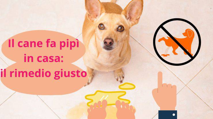 Cane fa pipì ovunque