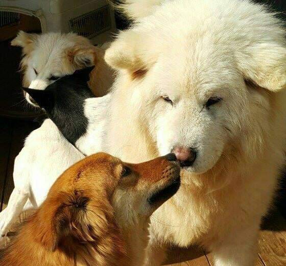 cane senza pelo