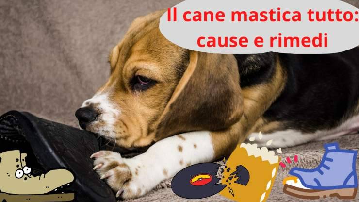 Cane mastica oggetti
