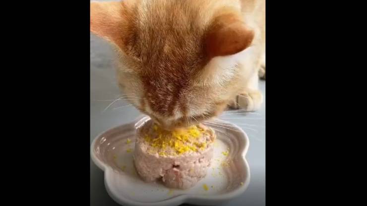 ruba mangiare gattino