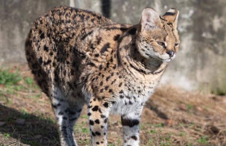 grosso gatto recupera verità