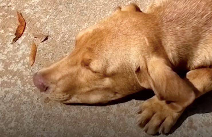 cane ryder abbandonato bimbo