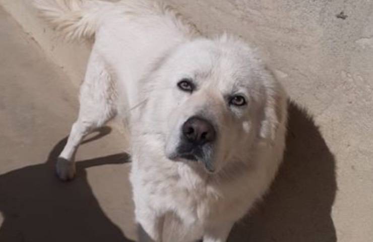 cane fiocco sequestro maltrattamenti