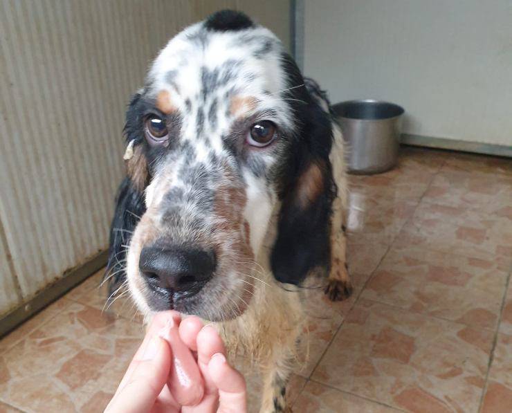 strappato chip collo