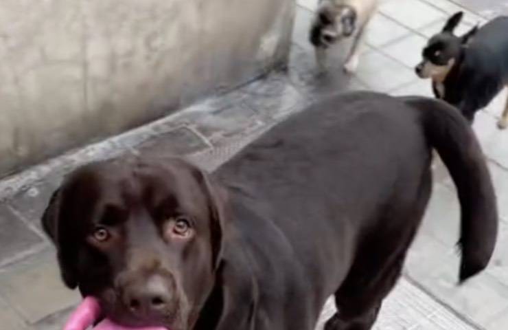 cane prende controllo passeggiare