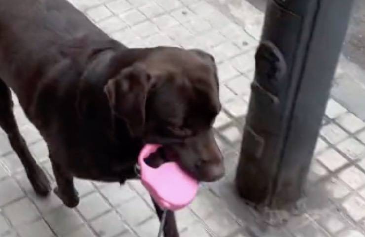 cane prende controllo passeggiare