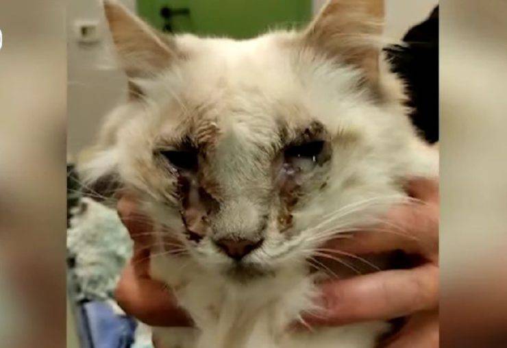 gatto cranio fracassato padova