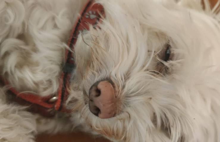 cagnolina allegra tornare casa 
