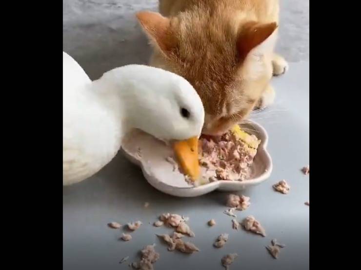 ruba mangiare gattino