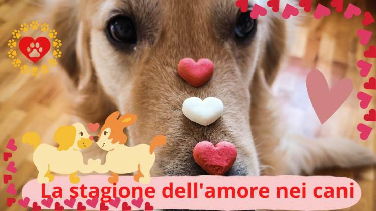 Calore del cane