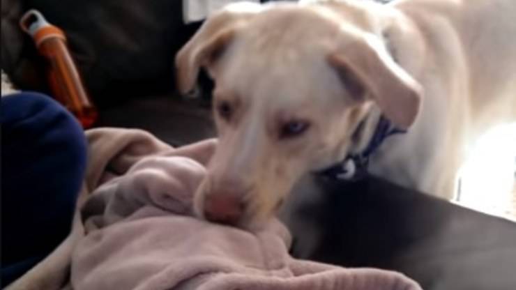 cane accudisce neonato