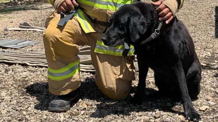 Labrador scomparso