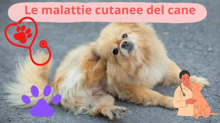Cane si gratta