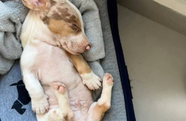 cucciolo sordo discriminato adottarlo