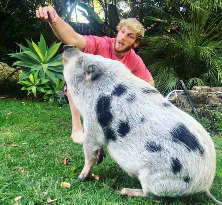 youtuber maiale domestico