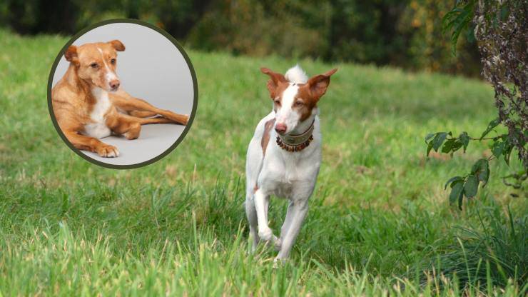 podenco canario