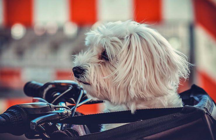 cucciolo cane maltrattamenti vicina