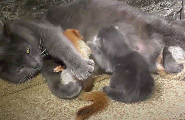 adotta piccoli animaletti gattini