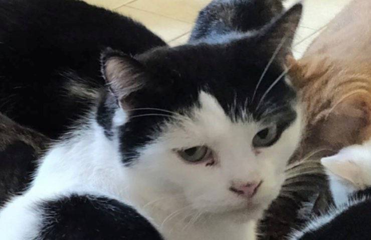 sfratto 25 gatti soli