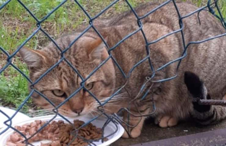 micio cacciato abbandonato aiuto