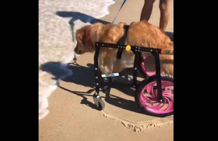 mare cagnolina paraplegica