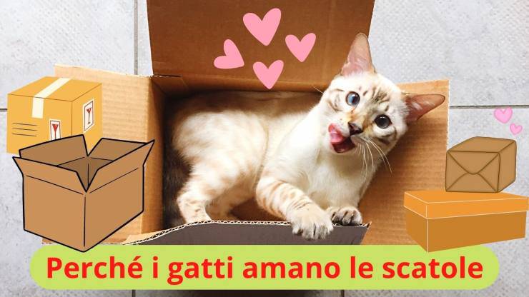 Gatto nella scatola