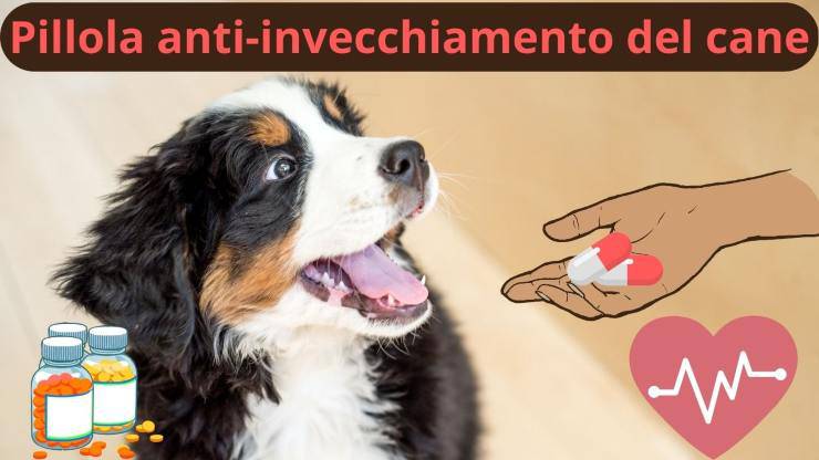 Cane e pillole