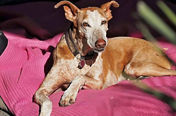 podenco canario