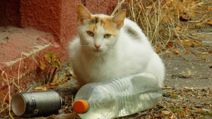 Gatto tra i rifiuti