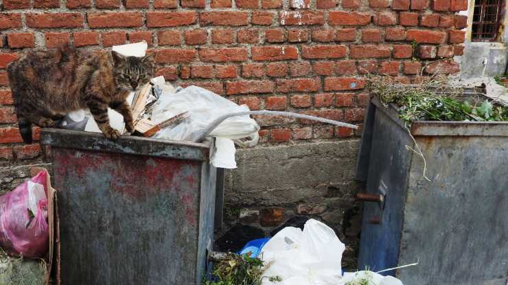 Gatto e spazzatura