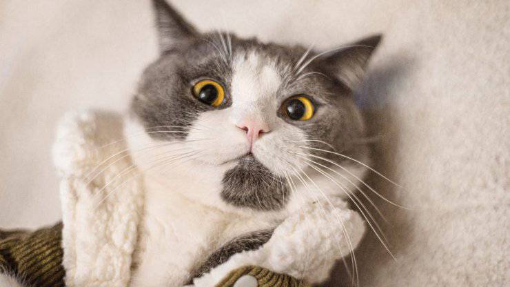 Gatto in primo piano