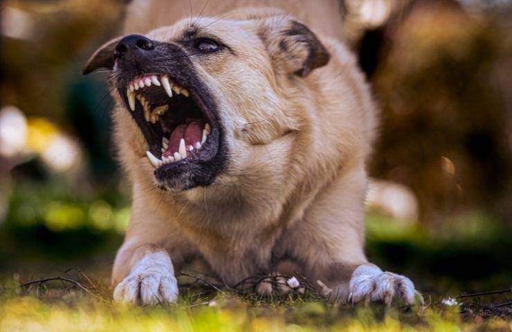 Cane aggressivo