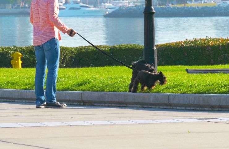 Uscire a passeggio col cane