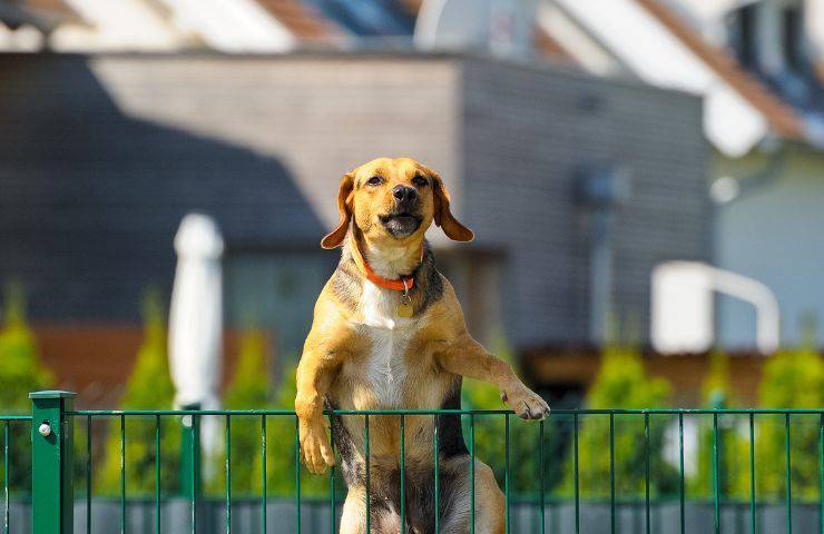 Cane nel recinto