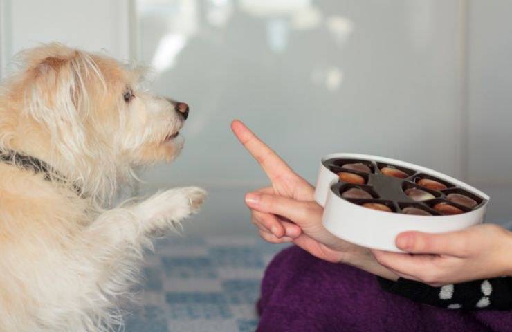 Cane sceglie con la zampa