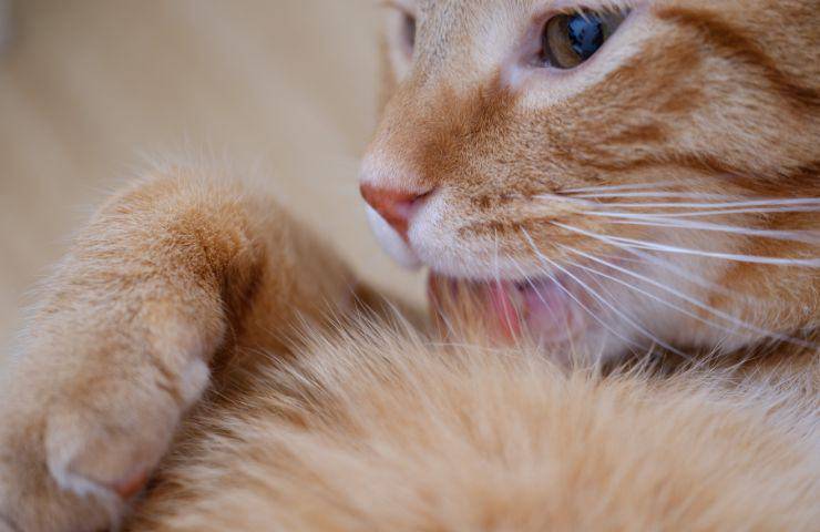 Gatto si lecca il pelo