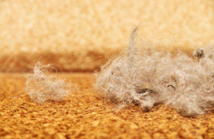 pelo del gatto