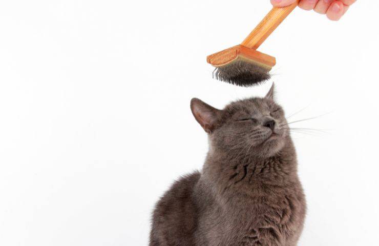 Spazzolare il gatto