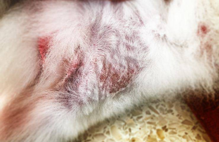 Pelle squamata del cane