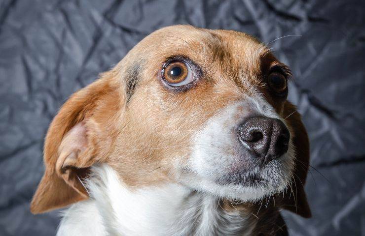 Cane fissa negli occhi