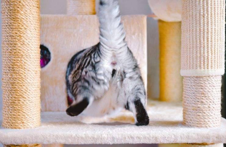 Culetto del gatto