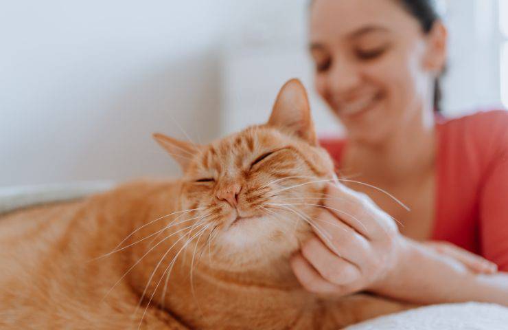 Come si massaggia il gatto