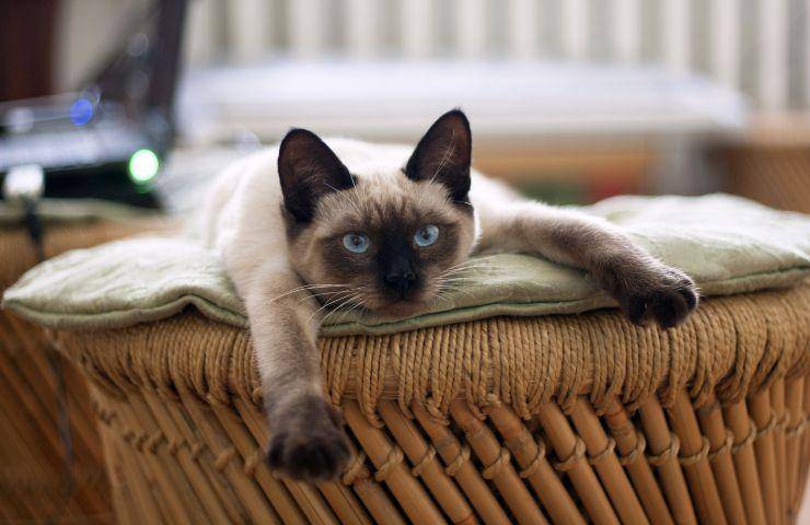 Gatto durante il giorno