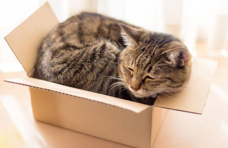 Gatto dorme
